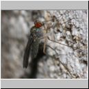 Dolichopoda sp - Langbeinfliege 05b 5-6mm.jpg